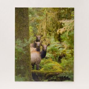 Three Roosevelt Elk Cows Looking At View Jigsaw Puzzle