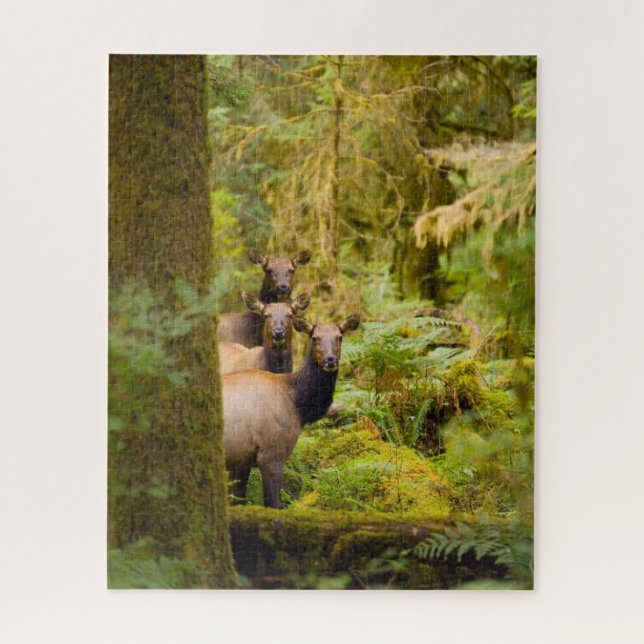 Three Roosevelt Elk Cows Looking At View Jigsaw Puzzle (Vertical)