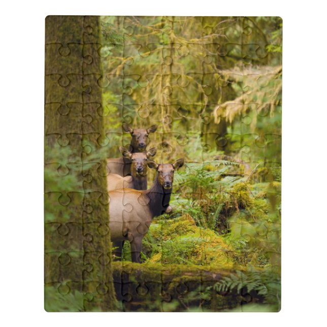 Three Roosevelt Elk Cows Looking At View Jigsaw Puzzle (Puzzle Vertical)