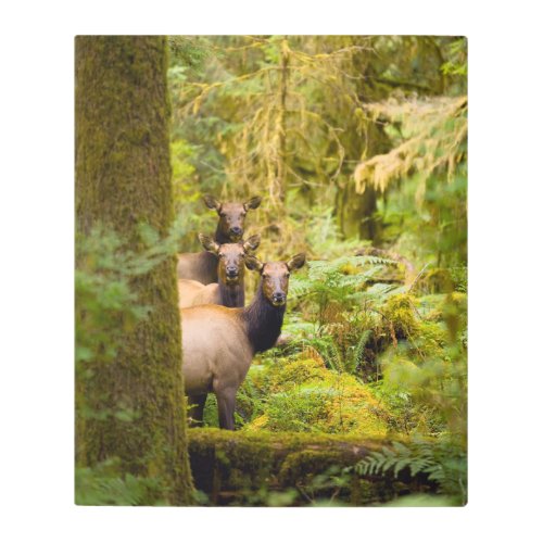 Three Roosevelt Elk Cows Looking At View Metal Print