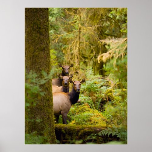 Three Roosevelt Elk Cows Looking At View Poster