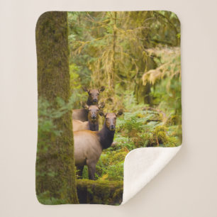 Three Roosevelt Elk Cows Looking At View Sherpa Blanket