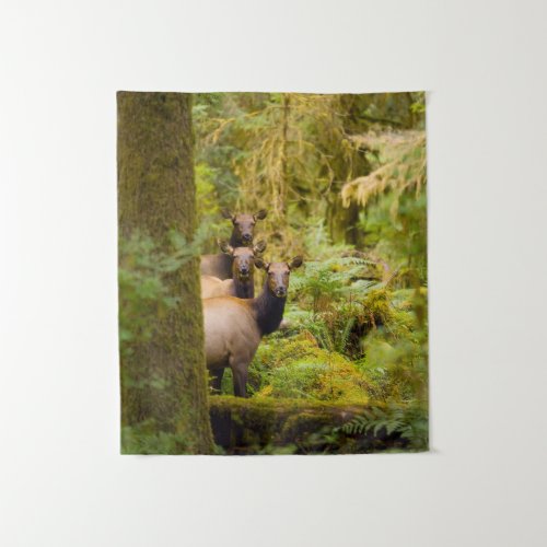 Three Roosevelt Elk Cows Looking At View Tapestry