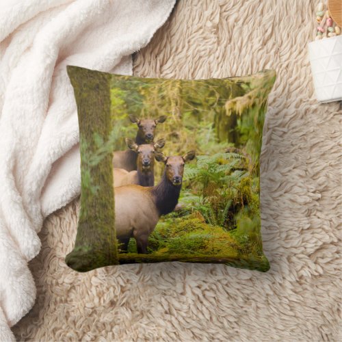 Three Roosevelt Elk Cows Looking At View Throw Pillow