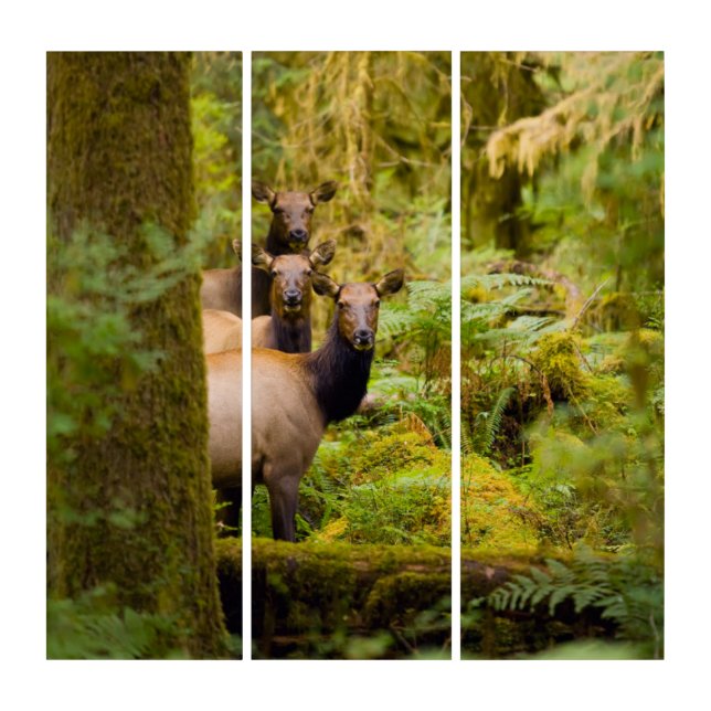 Three Roosevelt Elk Cows Looking At View Triptych (Front)