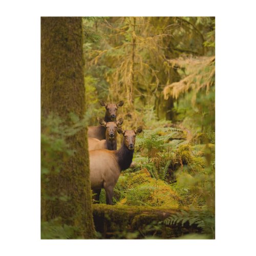 Three Roosevelt Elk Cows Looking At View Wood Wall Art