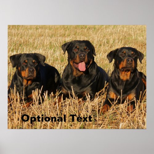 Three Rottweiler Dogs _ Pack of Rotties Poster