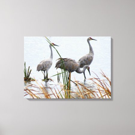 Three Sandhill Cranes Canvas Print
