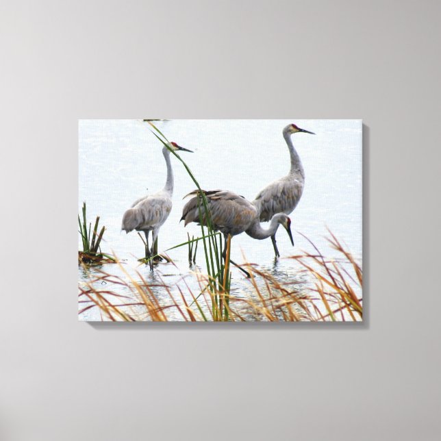 Three Sandhill Cranes Canvas Print (Front)