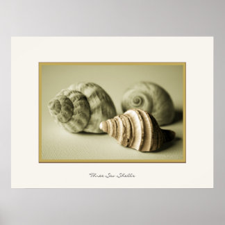 Three Sea Shells ~ Photographic Print