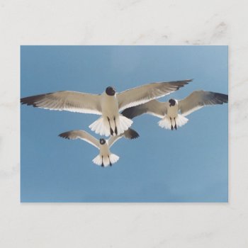 Three Seagulls Postcard by Captain_Panama at Zazzle