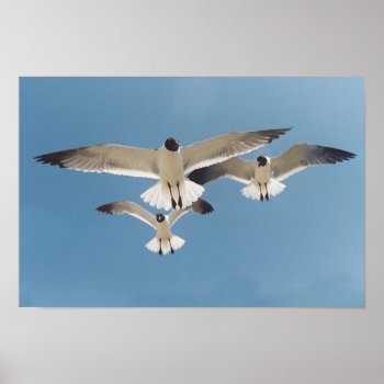Three Seagulls Poster by Captain_Panama at Zazzle