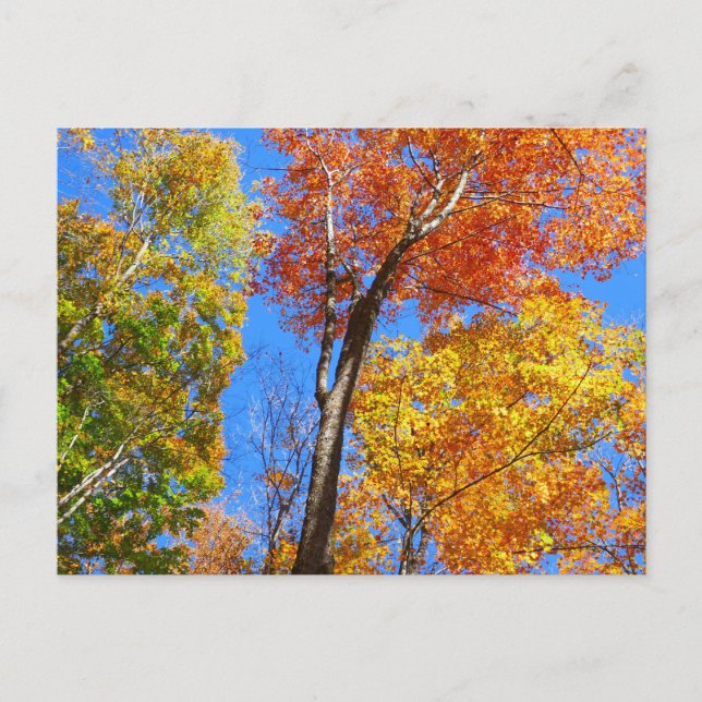 Three Shades of Colorful Fall Maple Trees Postcard (Front)