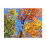 Three Shades of Colorful Fall Maple Trees Postcard
