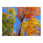 Three Shades of Colorful Fall Maple Trees Poster