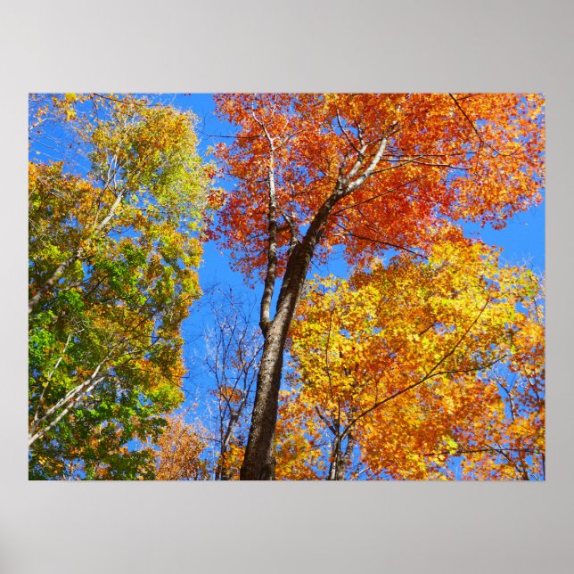 Three Shades of Colorful Fall Maple Trees Poster (Front)