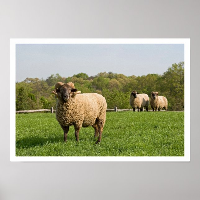 Three Sheep in a Pasture Poster (Front)