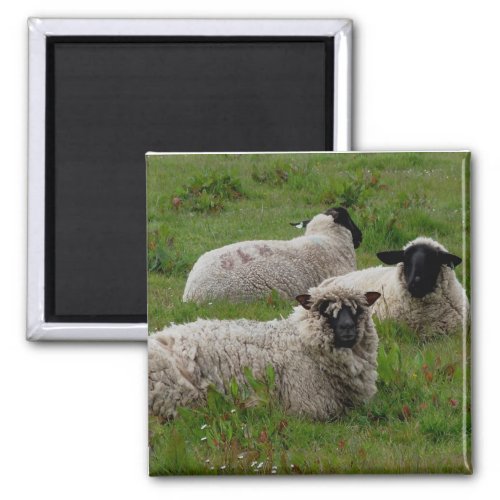 Three Sheep Magnet