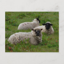 Three Sheep Postcard