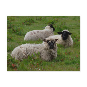 Three Sheep Postcard