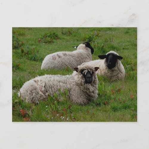 Three Sheep Postcard
