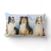 Three Sheltie Colors Christmas
