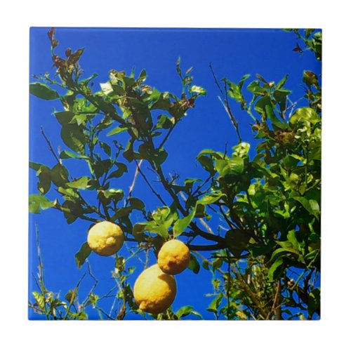 Three Sicilian Lemons Ceramic Tile