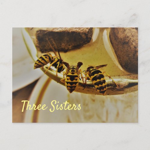 Three Sisters Yellowjacket Wasps Postcard