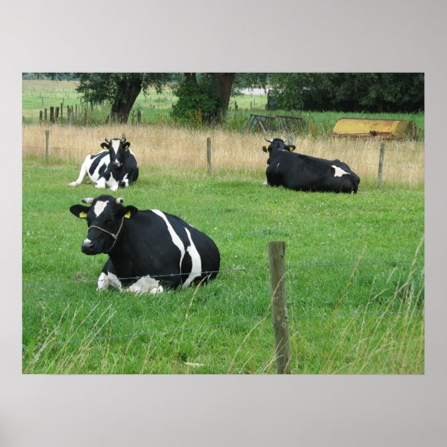 Three Sitting Cows Photo Poster (Front)