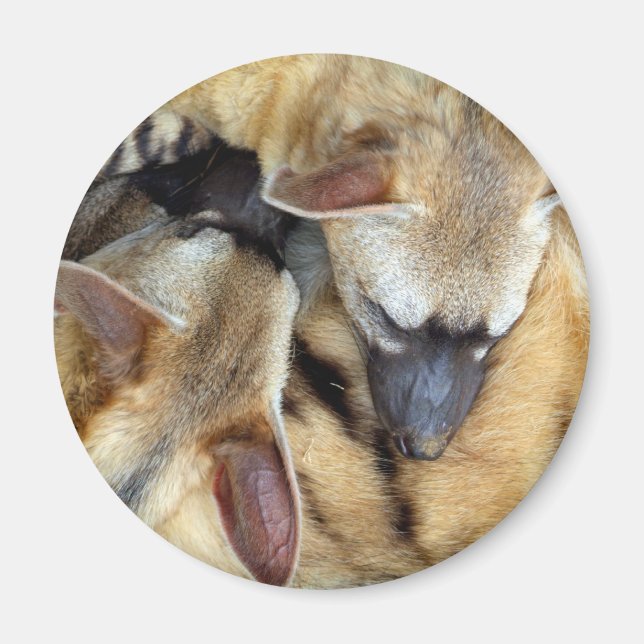 Three Sleeping Aardwolves Magnet (Front)