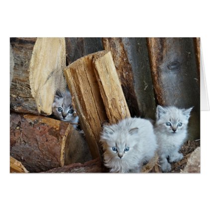 Three small kittens in the wood shed card