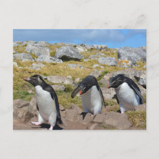 Three Snares Penguins Postcard