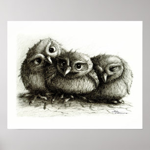 Three so Cute Baby Owls Poster