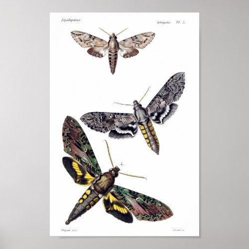 Three sphinx moths poster