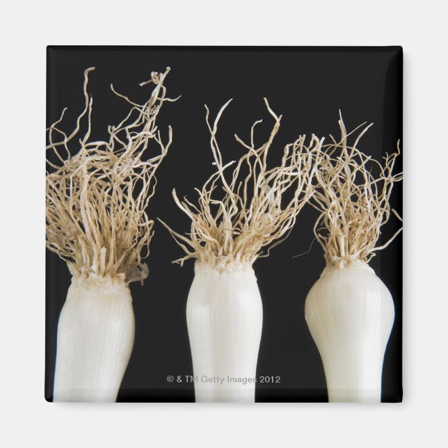 Three spring onions magnet (Front)