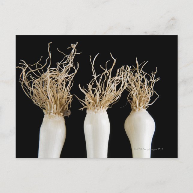 Three spring onions postcard (Front)