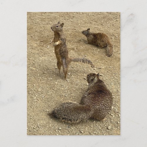 Three Squirrels  Invitation Postcard
