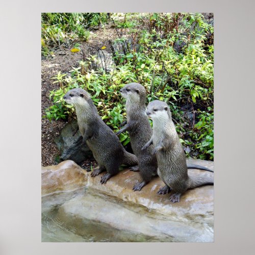 Three Standing Otters Poster