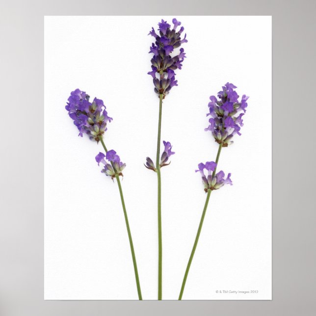 Three stems of English purple lavender flowers, Poster (Front)