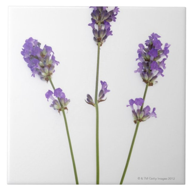 Three stems of English purple lavender flowers, Tile (Front)