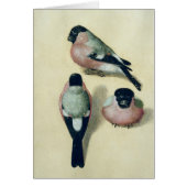 Three studies of a bullfinch (Front)