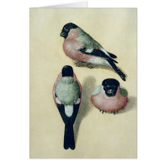 Three studies of a bullfinch cards (Front)