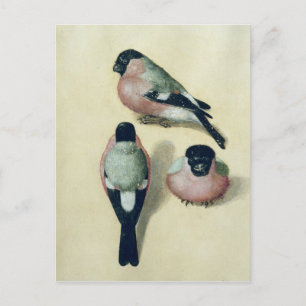 Three studies of a bullfinch postcard