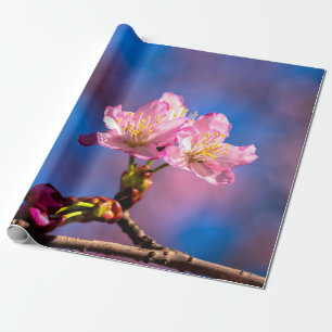 Three Sunlit Sakura Flowers Wrapping Paper