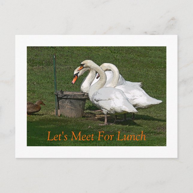 "THREE SWANS AND A DUCK AT FEEDING BUCKET" POSTCARD (Front)