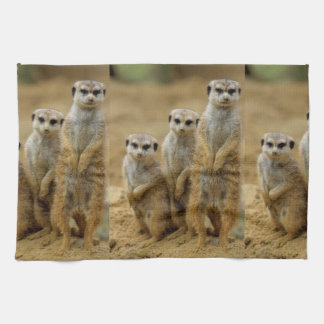 three terrestrial (Suricata suricatta) Towel