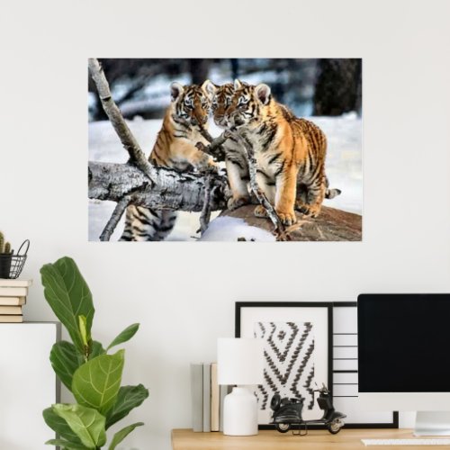 Three Tiger Cubs at Play Poster