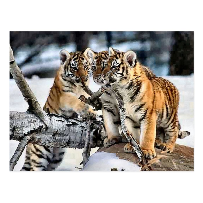 Three Tiger Cubs In Snow Art Gifts Postcards 