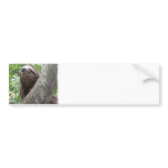 Three Toed Sloth Bumper Sticker