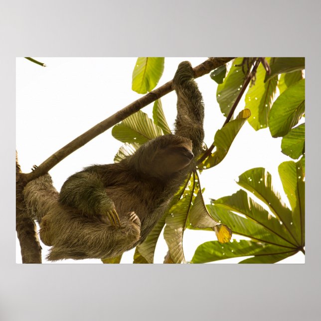 Three Toed Sloth in Costa Rica Poster (Front)